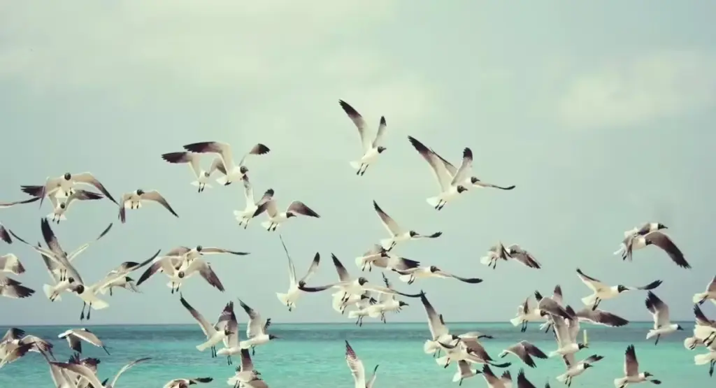birds